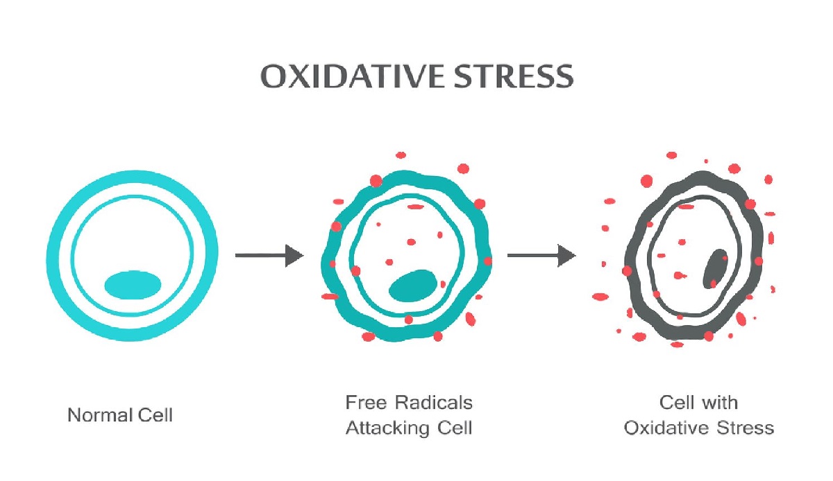استرس اکسیداتیو چیست؟